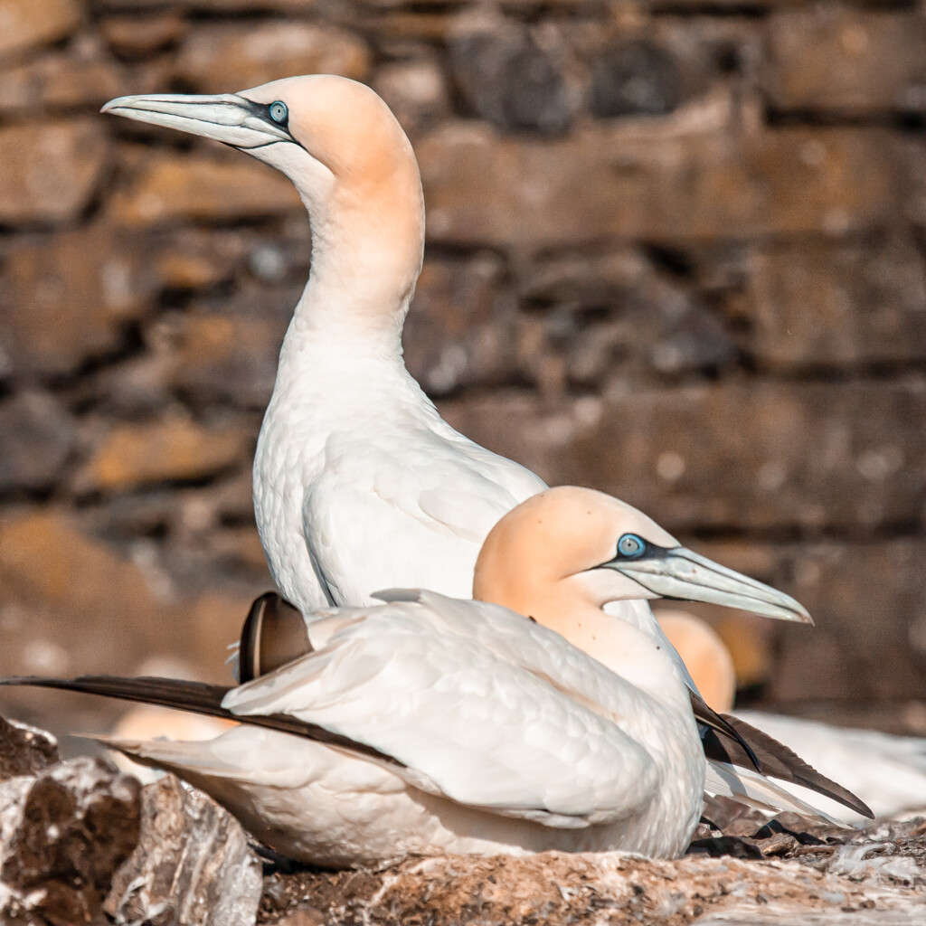 Gannets again by pamknowler