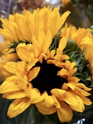 2nd Mar 2022 - Sunflowers