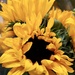 Sunflowers by louannwarren