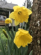 2nd Mar 2022 - Yellow flower