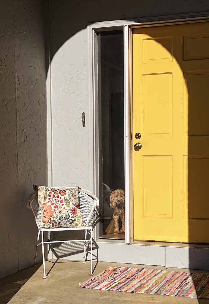 Dog in the Window (yellow day) by 2022julieg