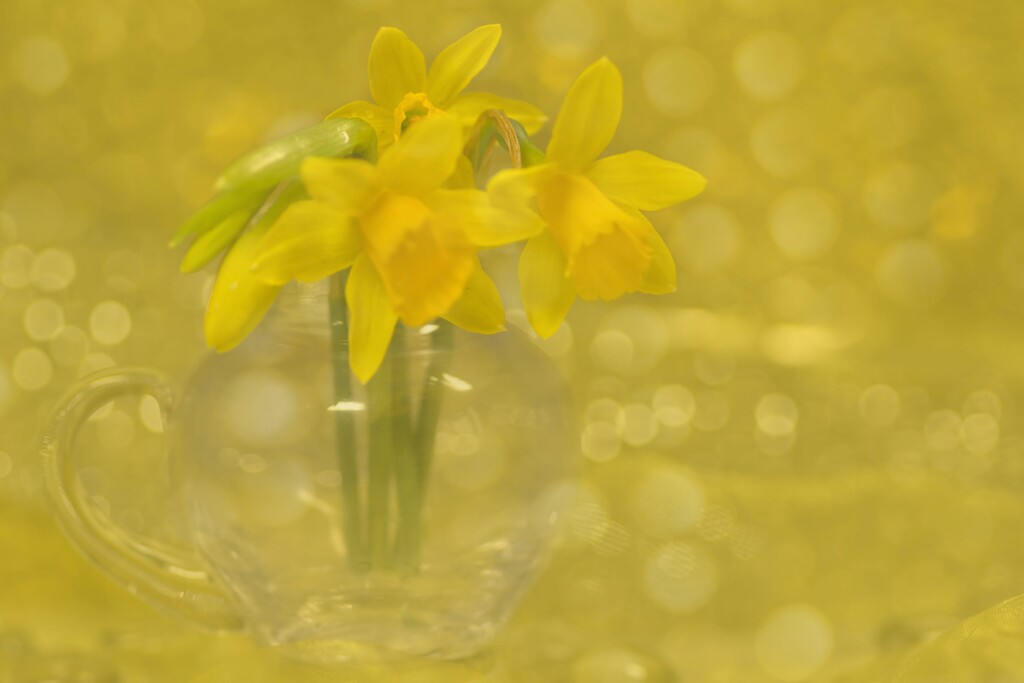 Dwarf Daffs by 30pics4jackiesdiamond