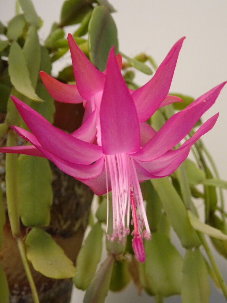 Flowering Cactus by marianj