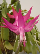 2nd Mar 2022 - Flowering Cactus