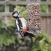 Mr Woody Woodpecker  by susiemc