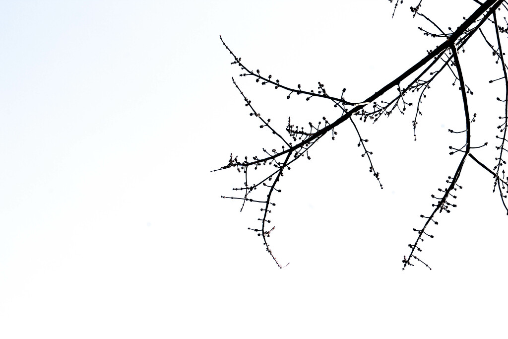 Branches by judyc57