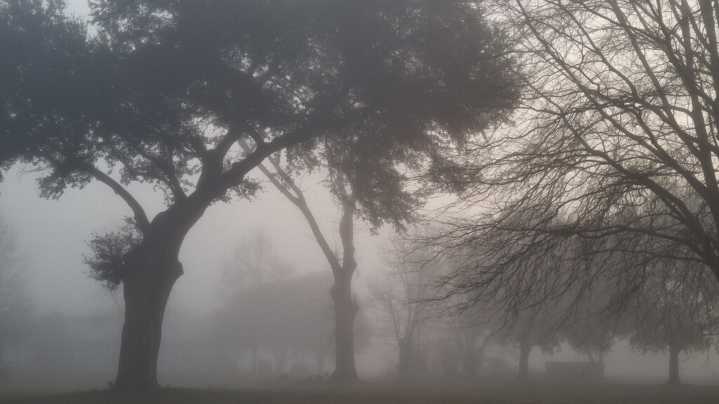 Thick fog on an early morn... by marlboromaam