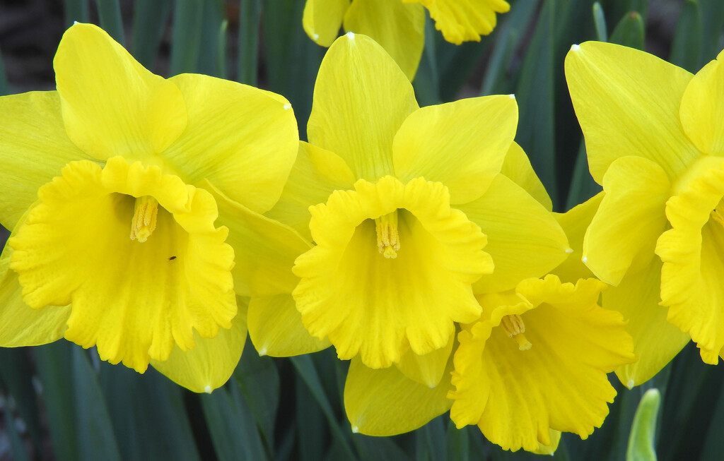 Daffodils in a row by homeschoolmom