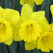 Daffodils in a row by homeschoolmom