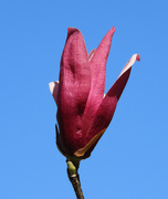 2nd Mar 2022 - Purple tulip magnolia