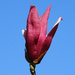Purple tulip magnolia by homeschoolmom