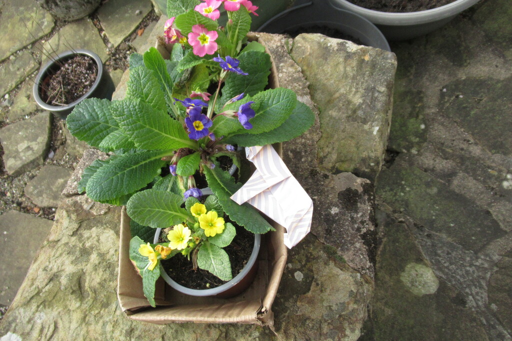 Primula watch - Saturday day 1 by anniesue