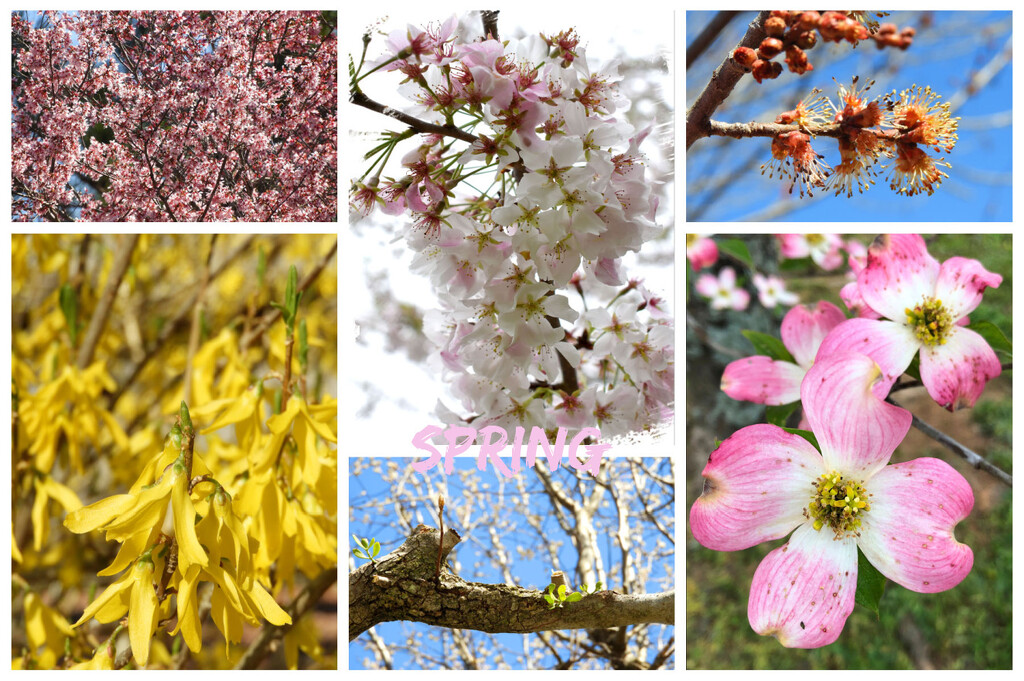 My Favorite Spring Pics in a Collage by homeschoolmom