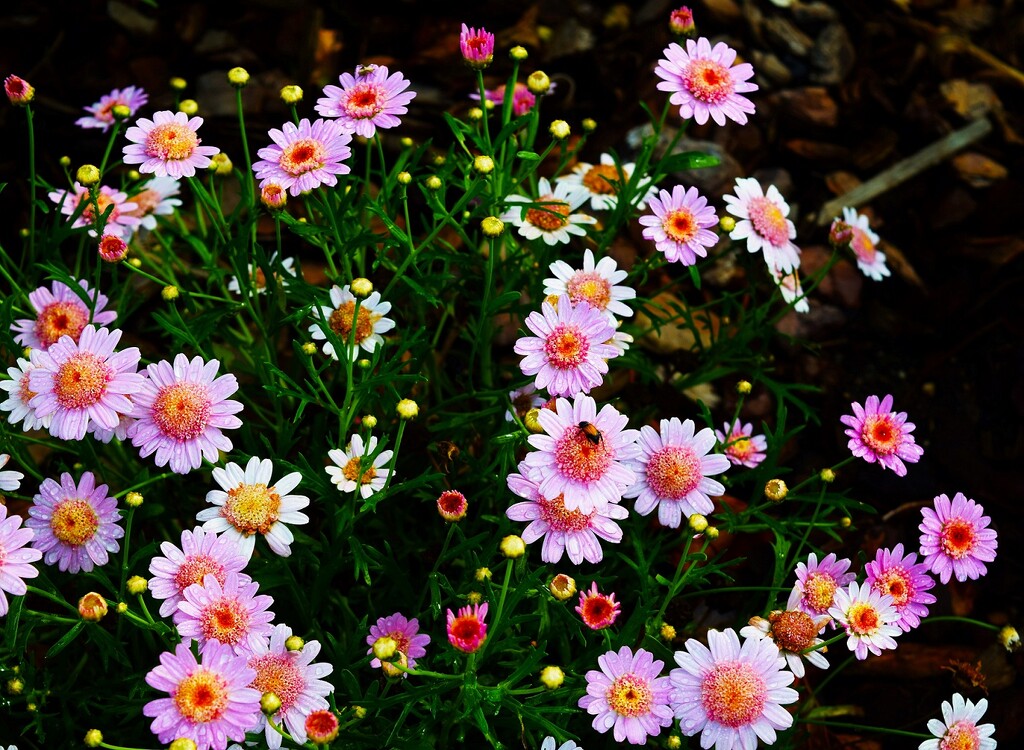 Pretty Pink Flowers ~ by happysnaps