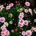 Pretty Pink Flowers ~ by happysnaps