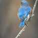 Camera Shy Bluebird by skipt07