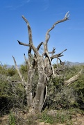 2nd Mar 2022 - Skeleton Of An Ironwood Tree