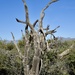 Skeleton Of An Ironwood Tree by mamabec