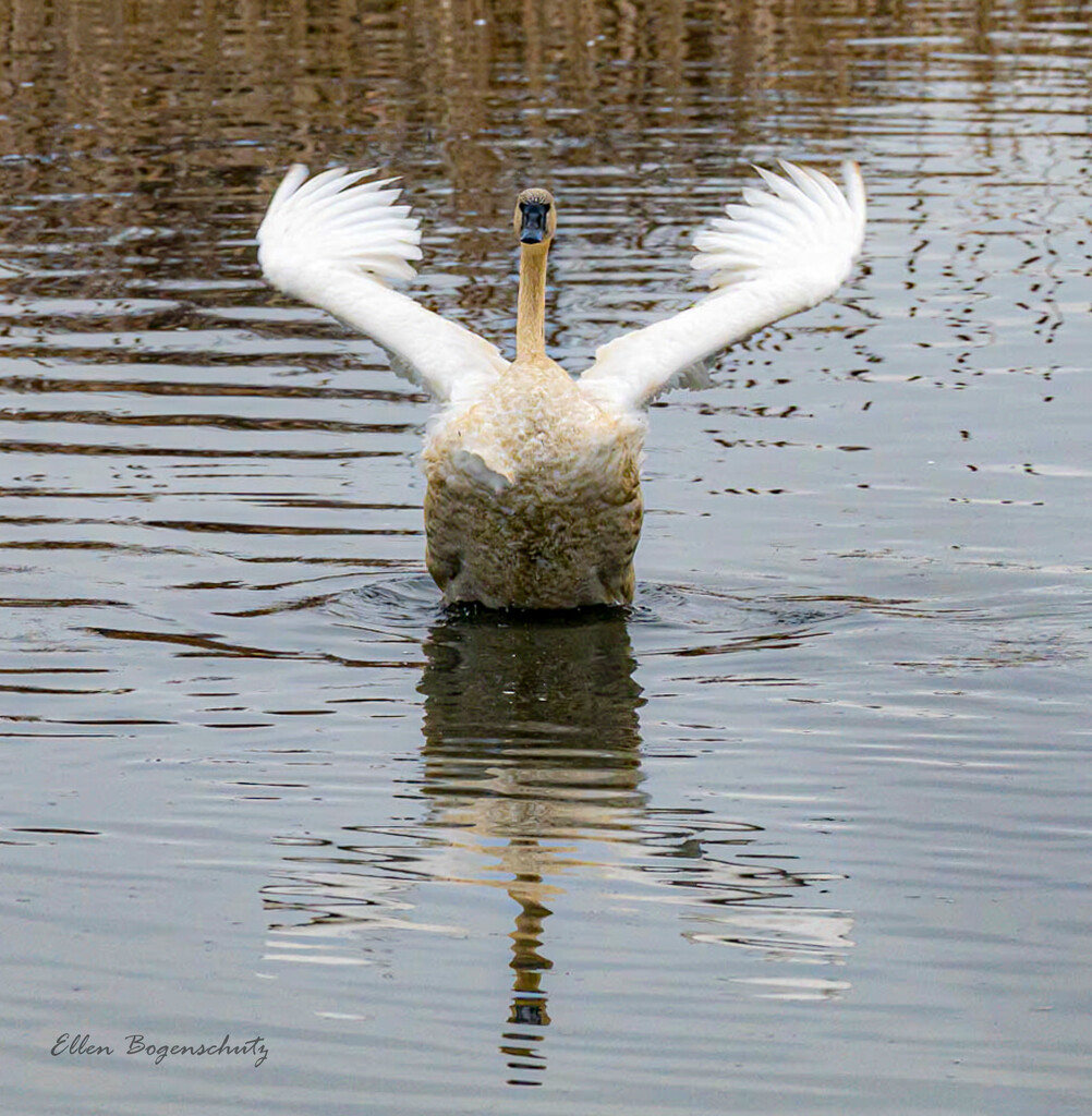 Trumpeter Swan Airing Her Wings by theredcamera