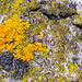 Lichen cartography by ljmanning