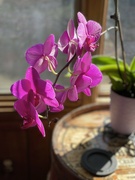 2nd Mar 2022 - Momma’s orchid