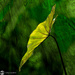 Leafy Greens by yorkshirekiwi