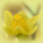 2nd Mar 2022 - Bring on the Daffodils