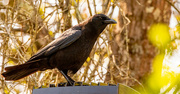 2nd Mar 2022 - Loud Mouth Crow!