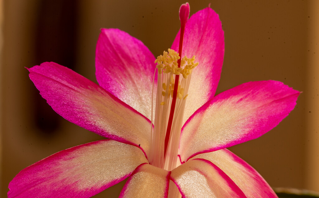 Another Christmas Cactus Bloom! by rickster549