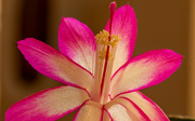 2nd Mar 2022 - Another Christmas Cactus Bloom!