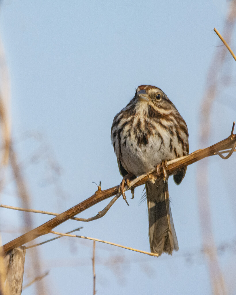 Song Sparrow by cwbill