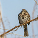 Song Sparrow by cwbill