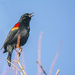 Red-winged Blackbird by cwbill