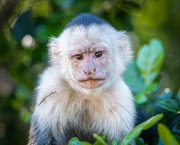 2nd Mar 2022 - Grumpy Capuchin Monkey