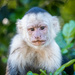 Grumpy Capuchin Monkey by nicoleweg