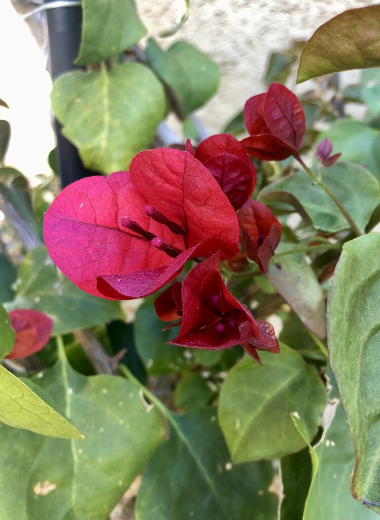 Bougainvillea  by loweygrace