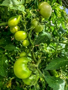 3rd Mar 2022 - Green tomatoes