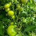 Green tomatoes by pusspup