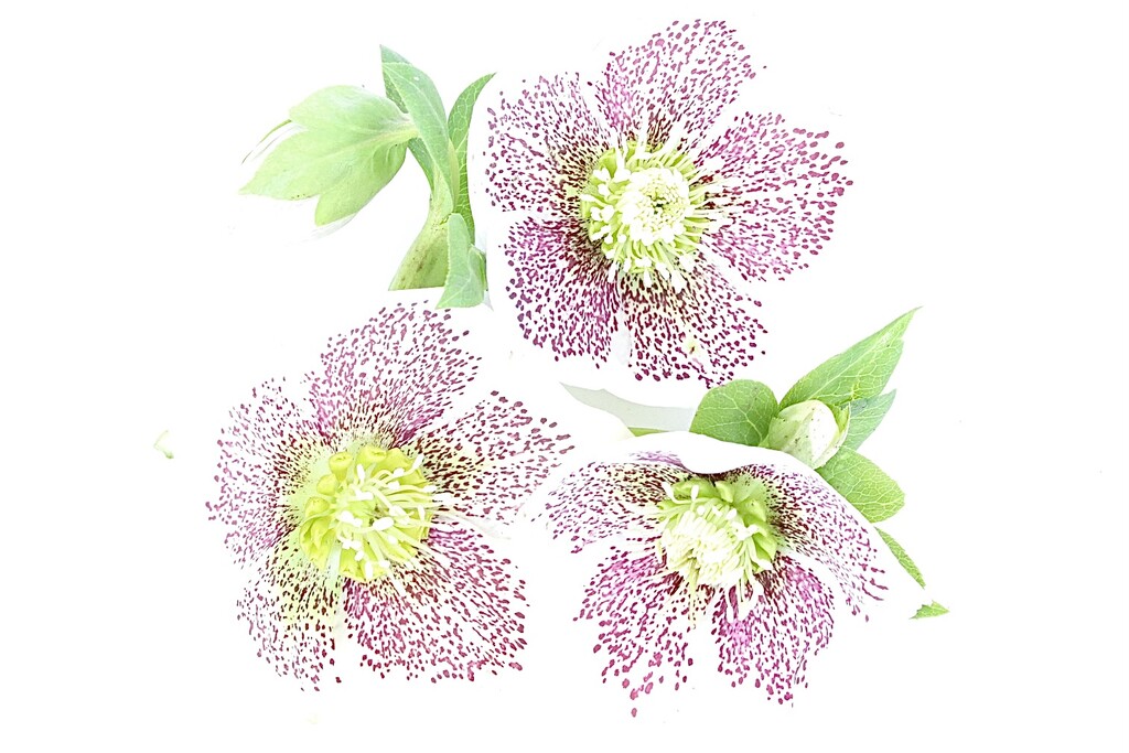 Hellebores in Colour by carole_sandford