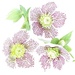 Hellebores in Colour by carole_sandford