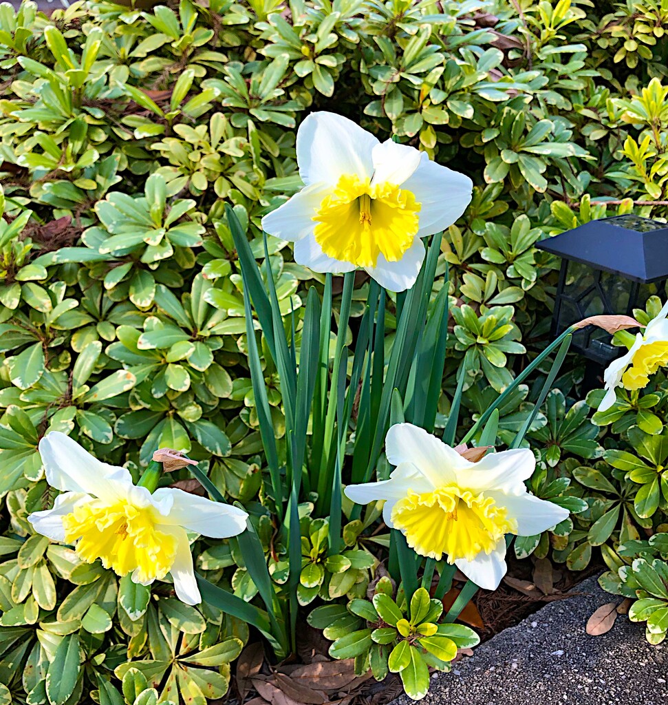 Cheerful daffodils!   by congaree