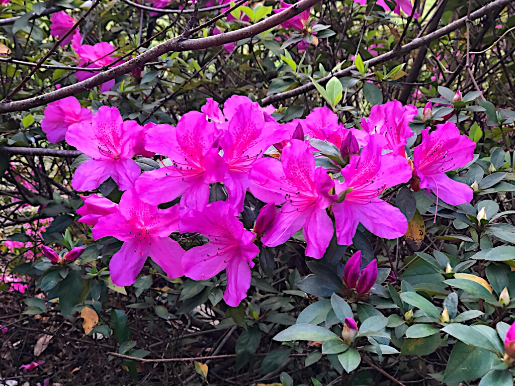 Azaleas are approaching peak bloom here.  Spring is well underway. by congaree
