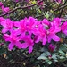 Azaleas are approaching peak bloom here.  Spring is well underway. by congaree