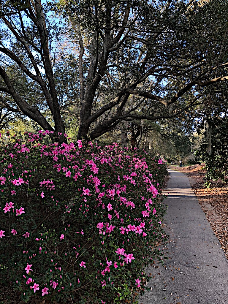 Azaleas in bloom everywhere!  A feast for the eyes!  by congaree