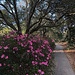Azaleas in bloom everywhere!  A feast for the eyes!  by congaree