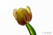 3rd Mar 2022 - Yellow tulip