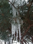 28th Feb 2022 - Icicles