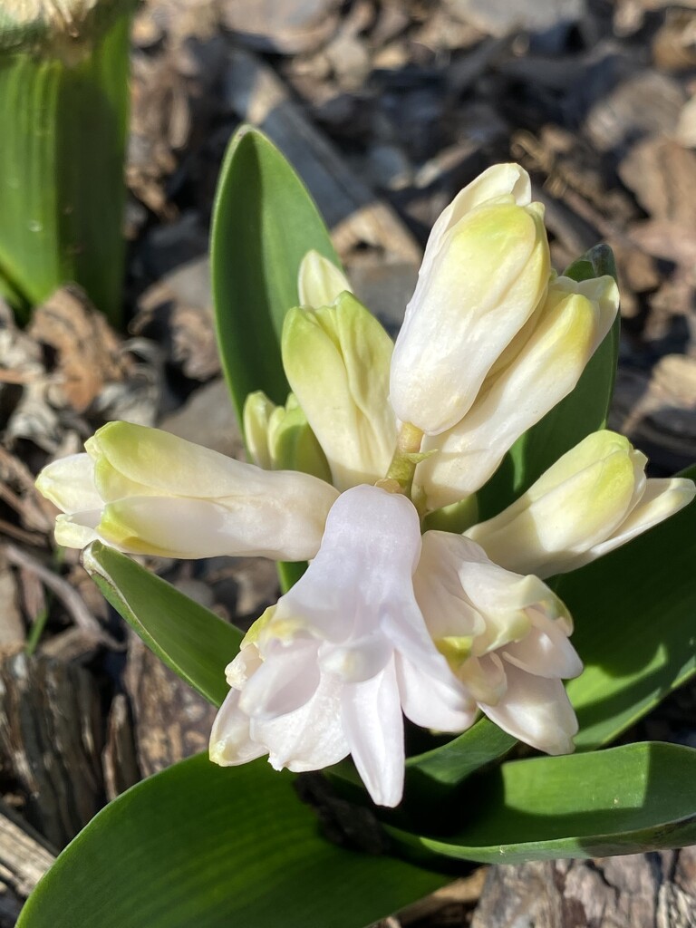 Emerging Hyacinth  by calm