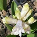 Emerging Hyacinth  by calm
