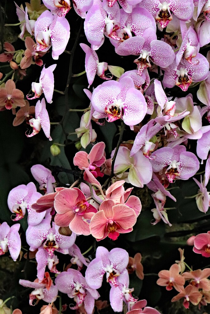 An overwhelming  of orchids - still at Kew by 365jgh